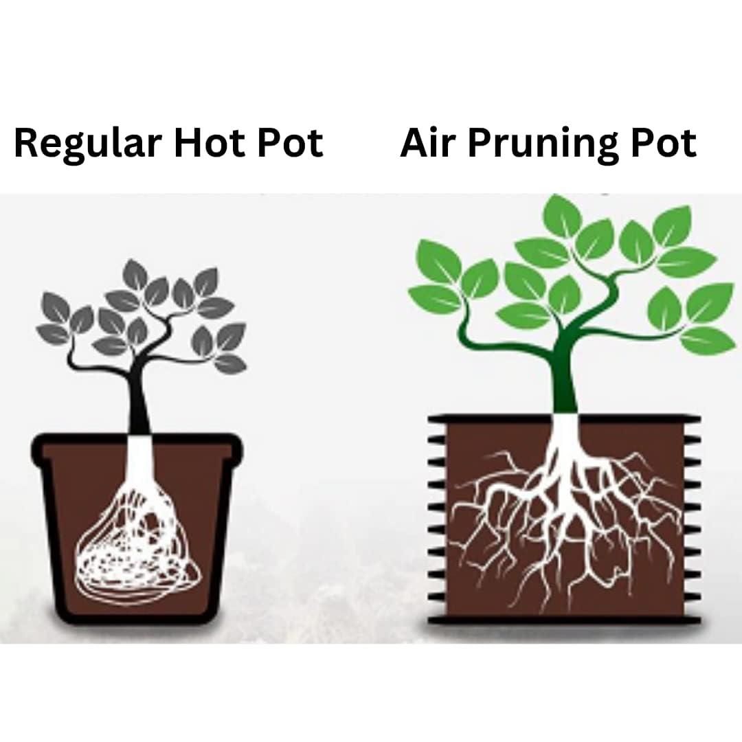 Premium 12x15 Inch Air Pruning Grow Bag – Gardening Pot
